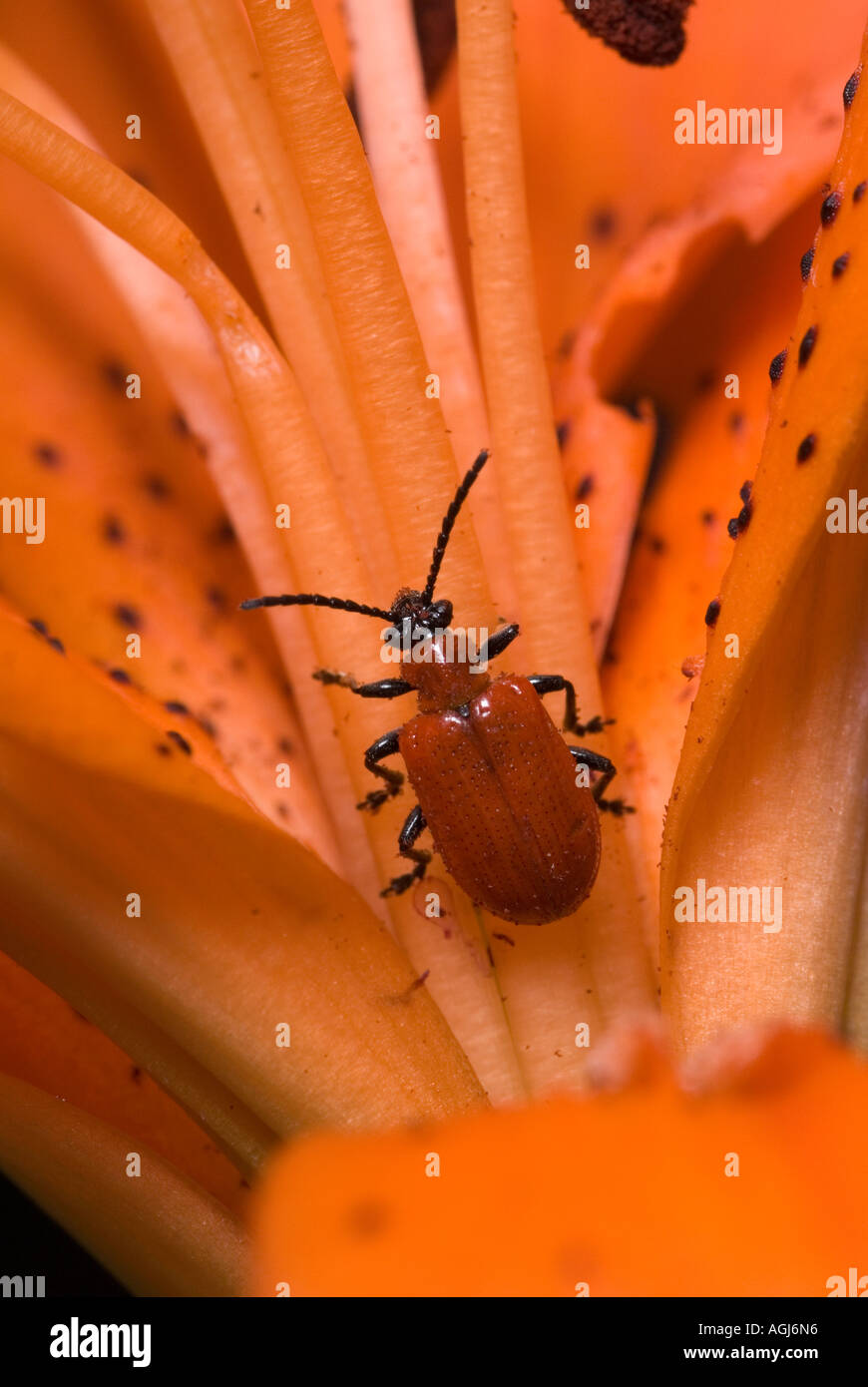 Red lily beetle Stock Photo Alamy