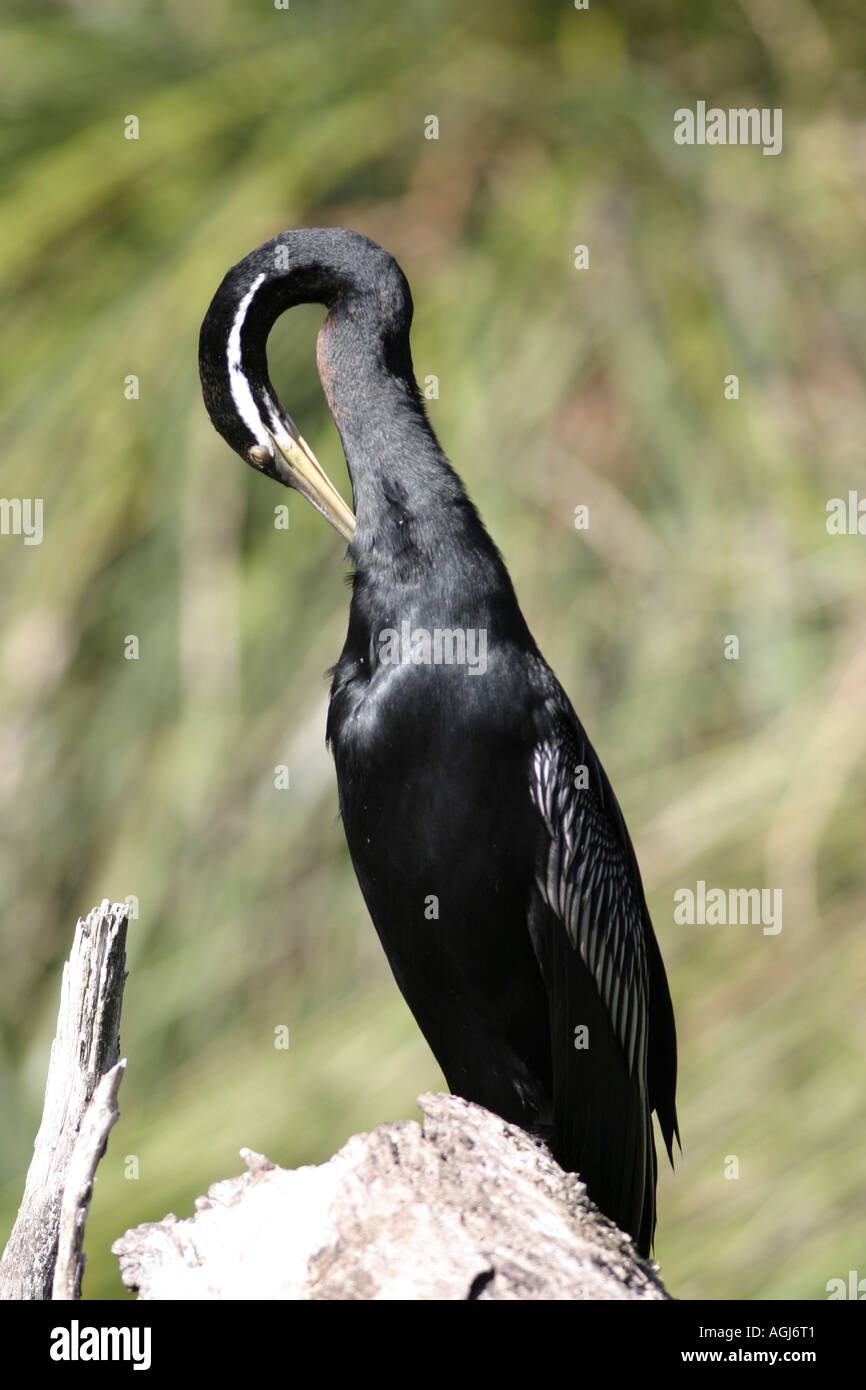Snake and bird hi-res stock photography and images - Alamy