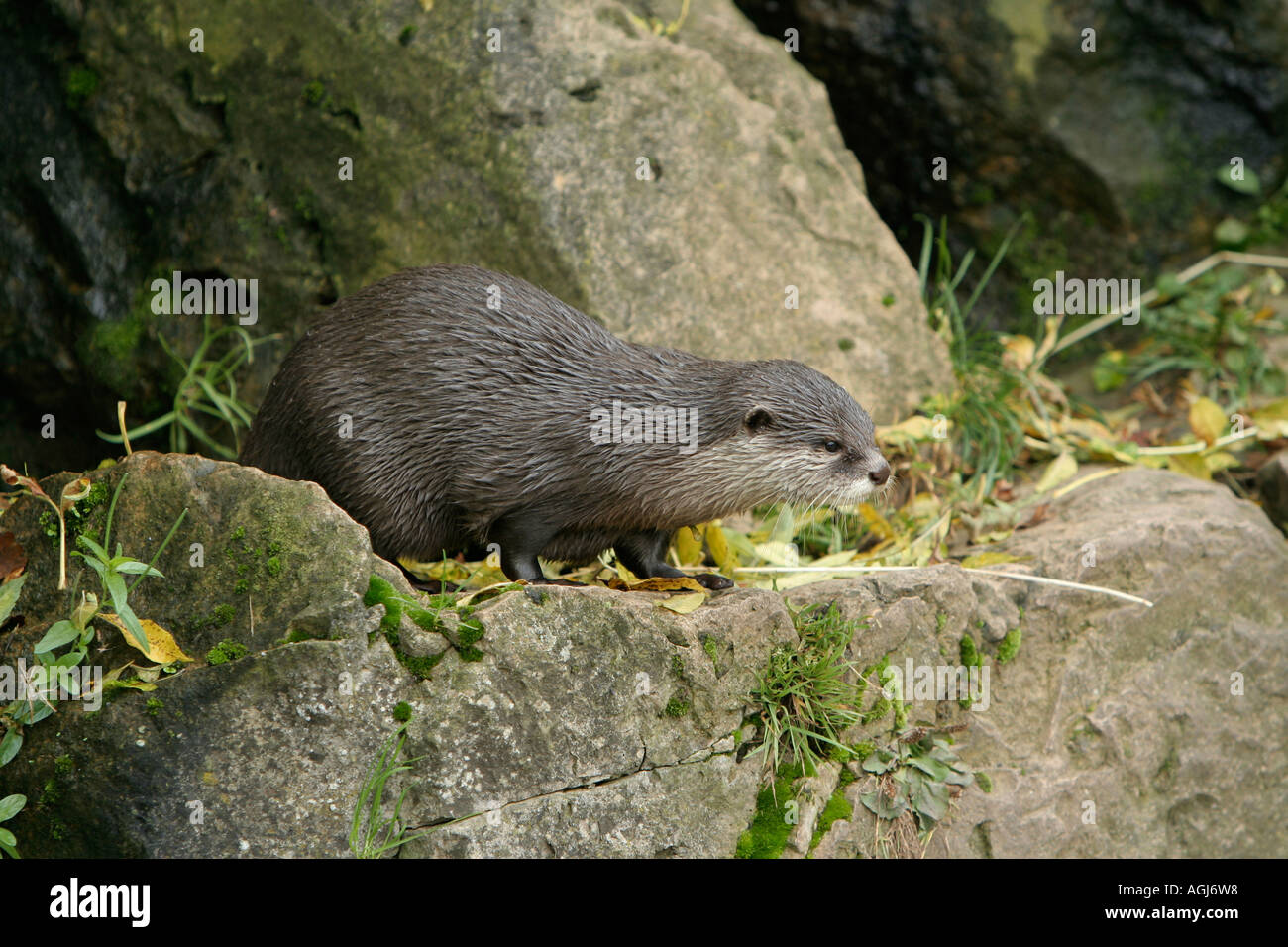 Oriental small clawed otter Stock Photo