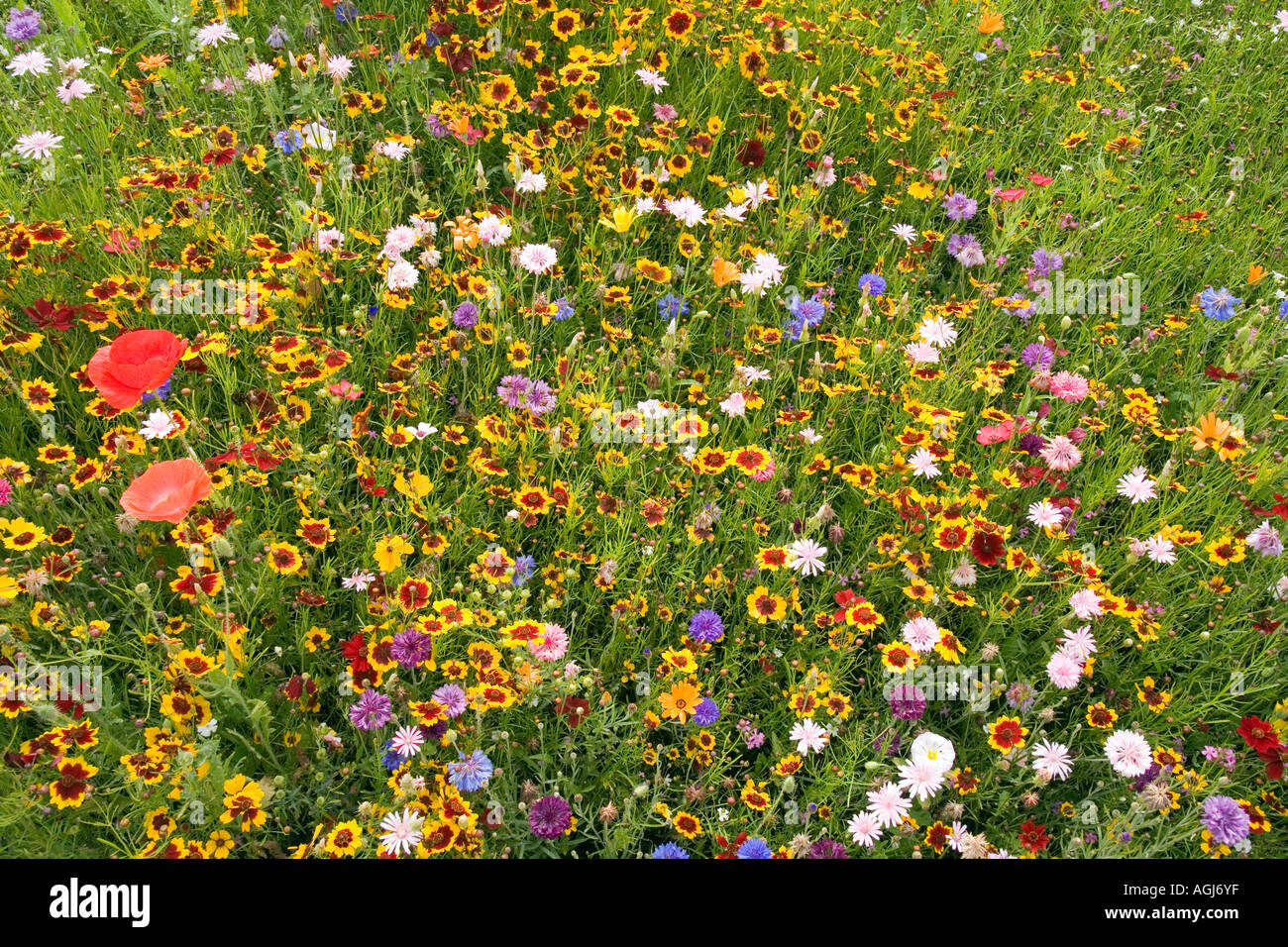 Multicoloured Multicoloured floral display hi-res stock photography and images - Alamy