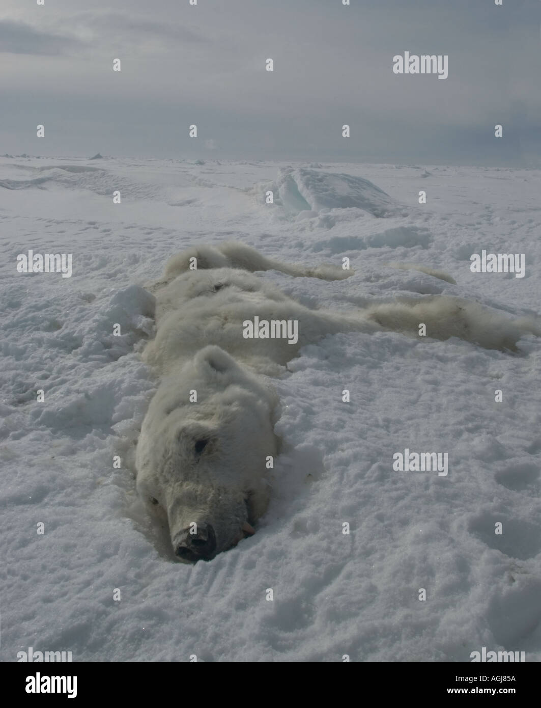 Dead polar bear has starved to death during the winter and could become a common sight as climate change decreases that sea ica Stock Photo