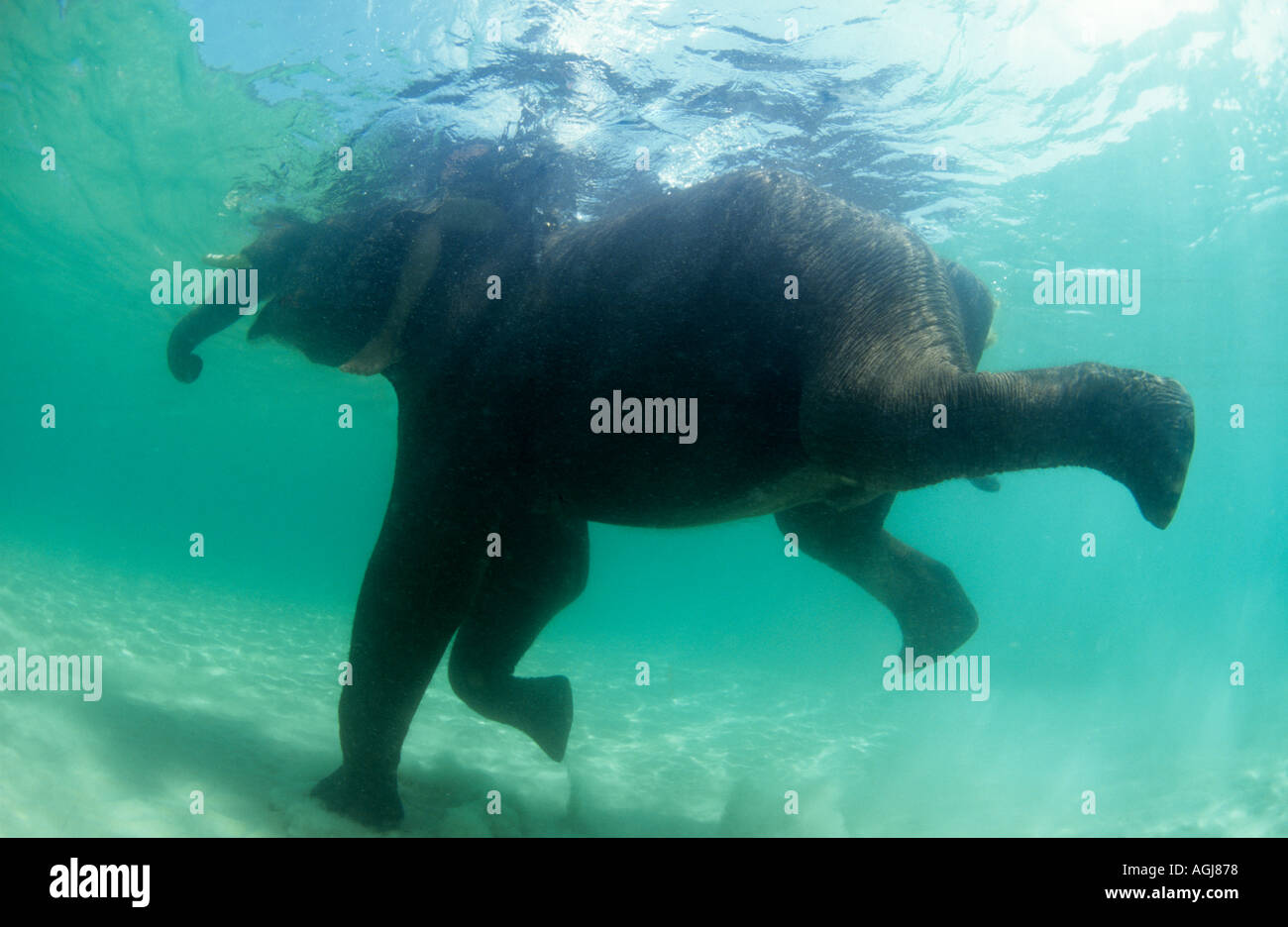 Elephant swimming underwater in THailand Stock Photo