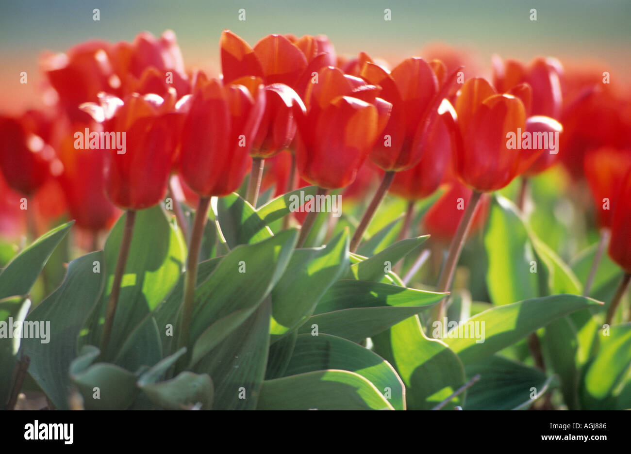 red tulips growing in bulb field Holland Netherlands Stock Photo - Alamy