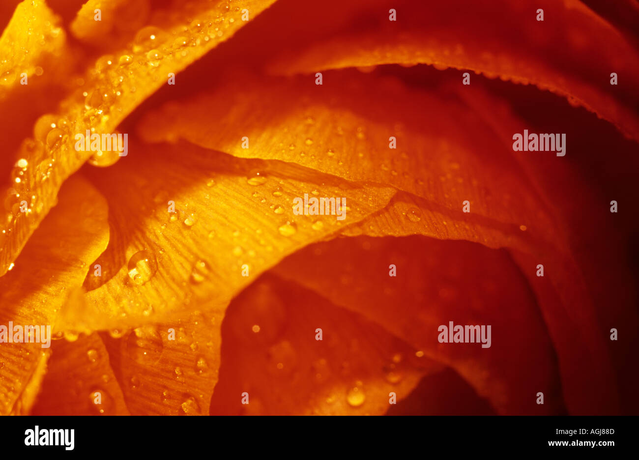 Close up of orange ranunculus Detail of petal edges and rain drops Stock Photo