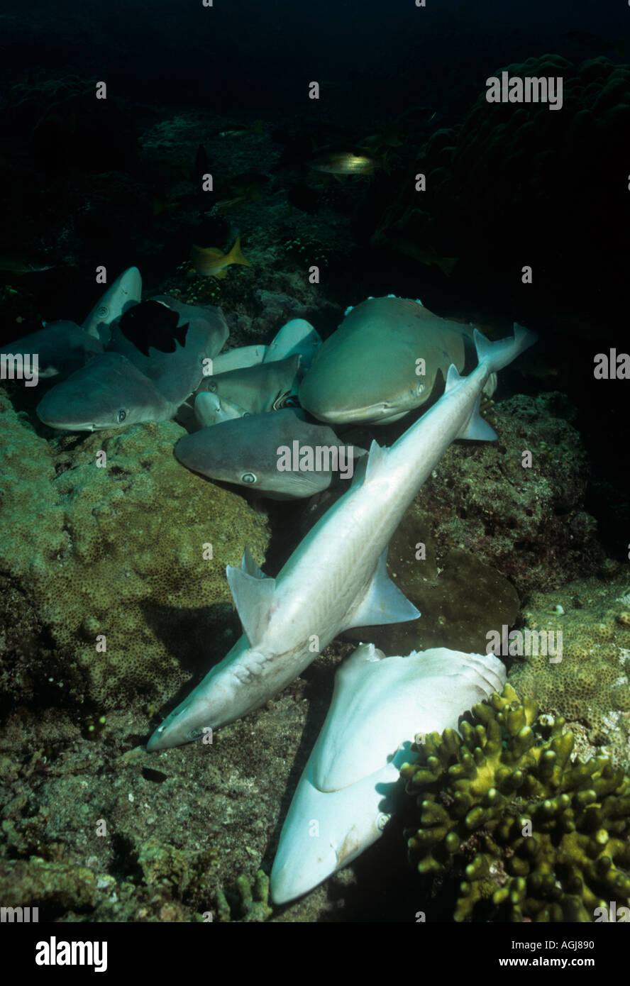 Dead carcasses of sharks that have had their fins harvested for shark fin soup Red Sea Stock Photo