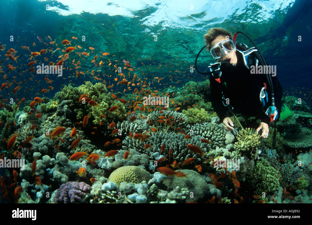 Diver on Red Sea reef Straits of Tiran with anthias and hard corals Stock Photo