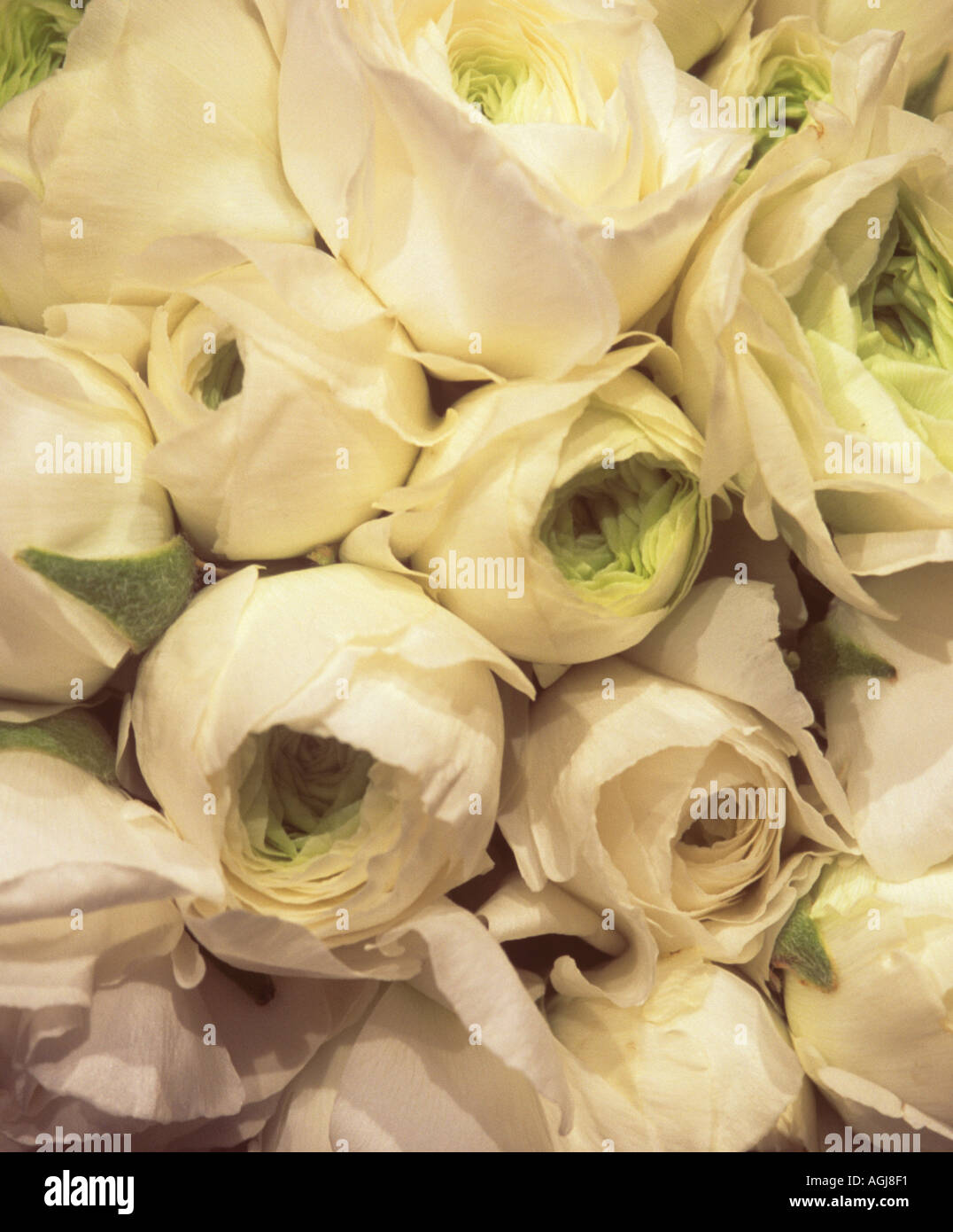 Bunch of white ranunculus from above Stock Photo