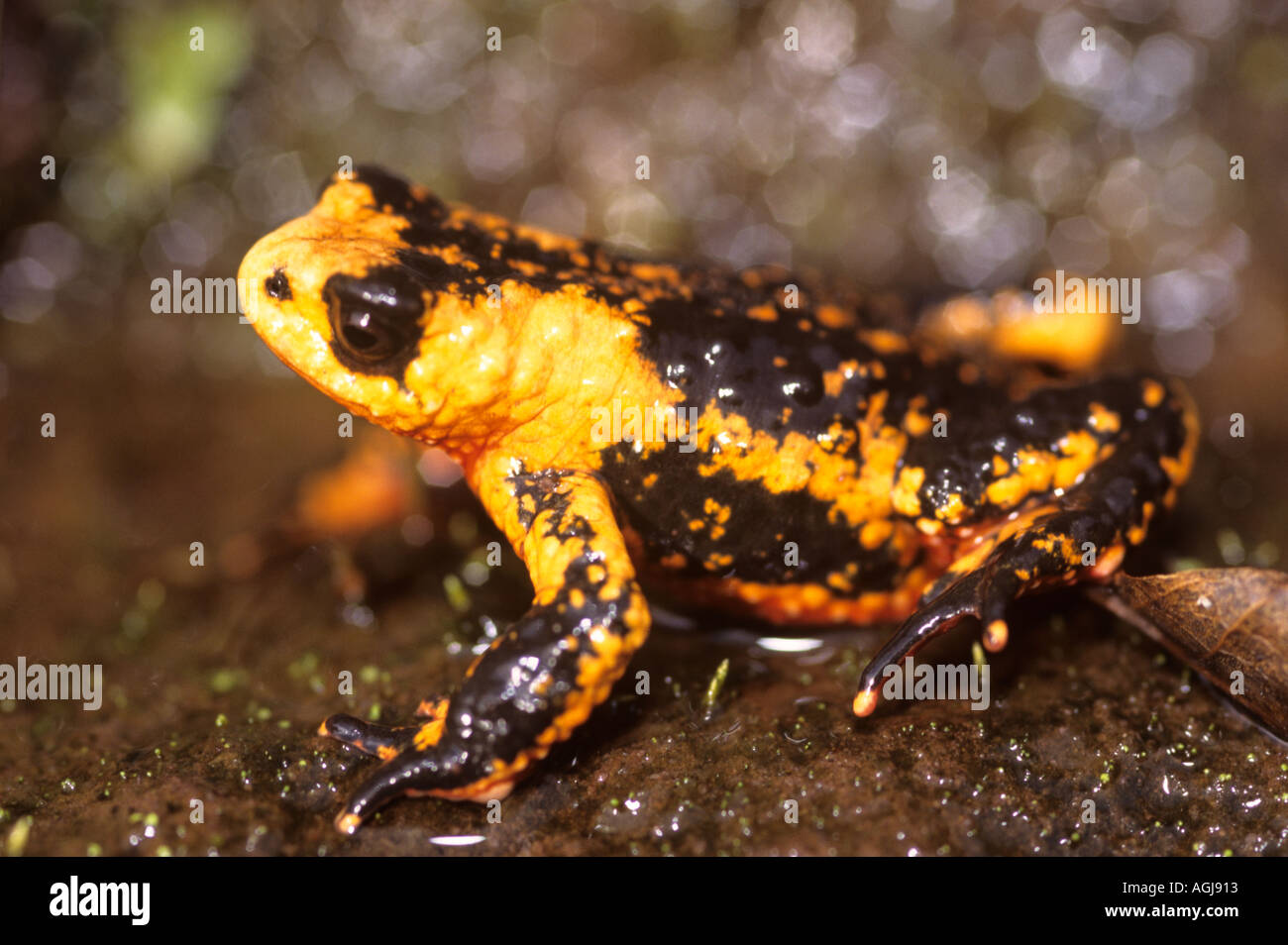 Poison arrow frog is a rainforest frog has deadly toxins on its skin used by indians to kill