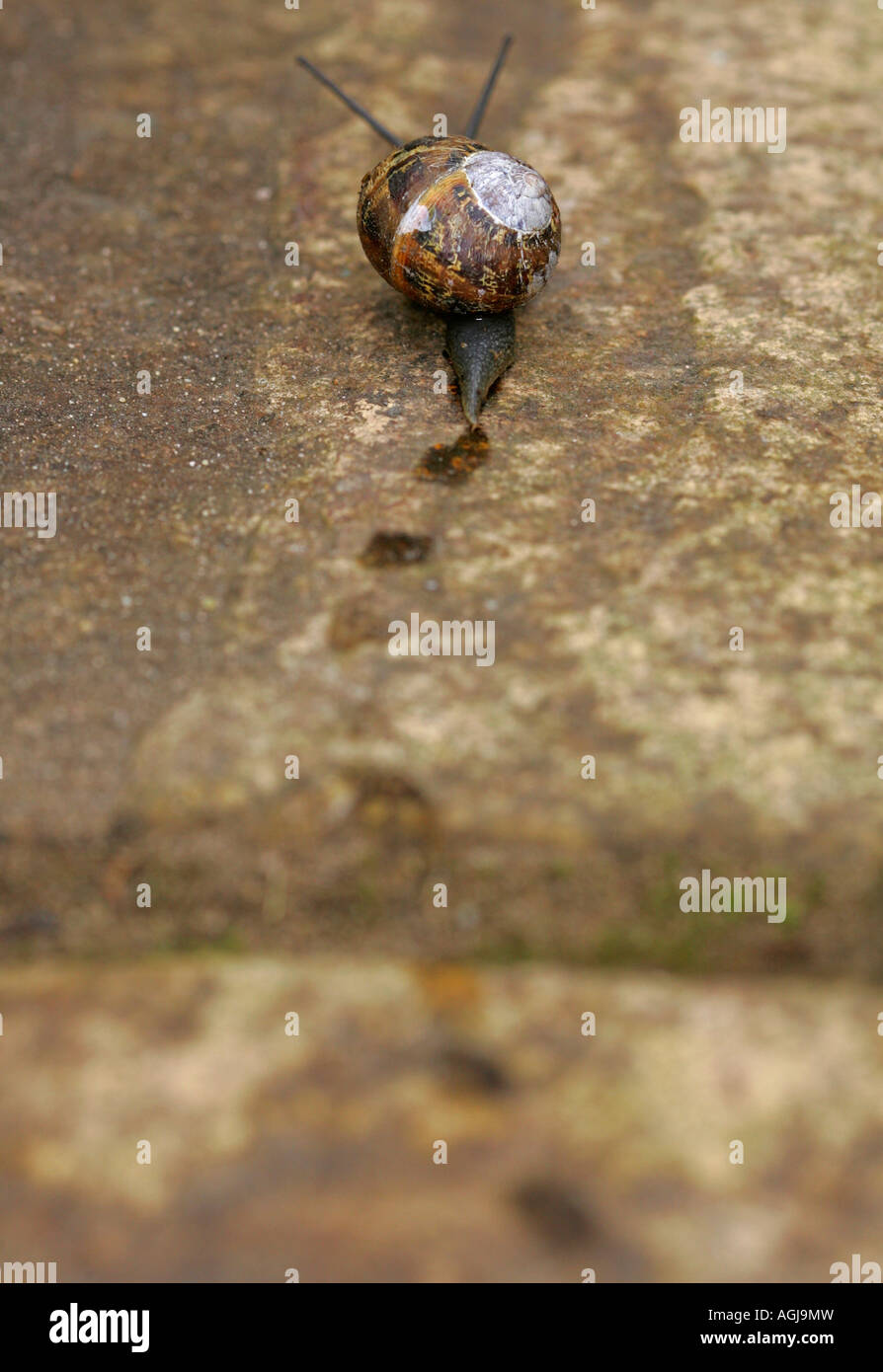 Snail slime trail hires stock photography and images Alamy