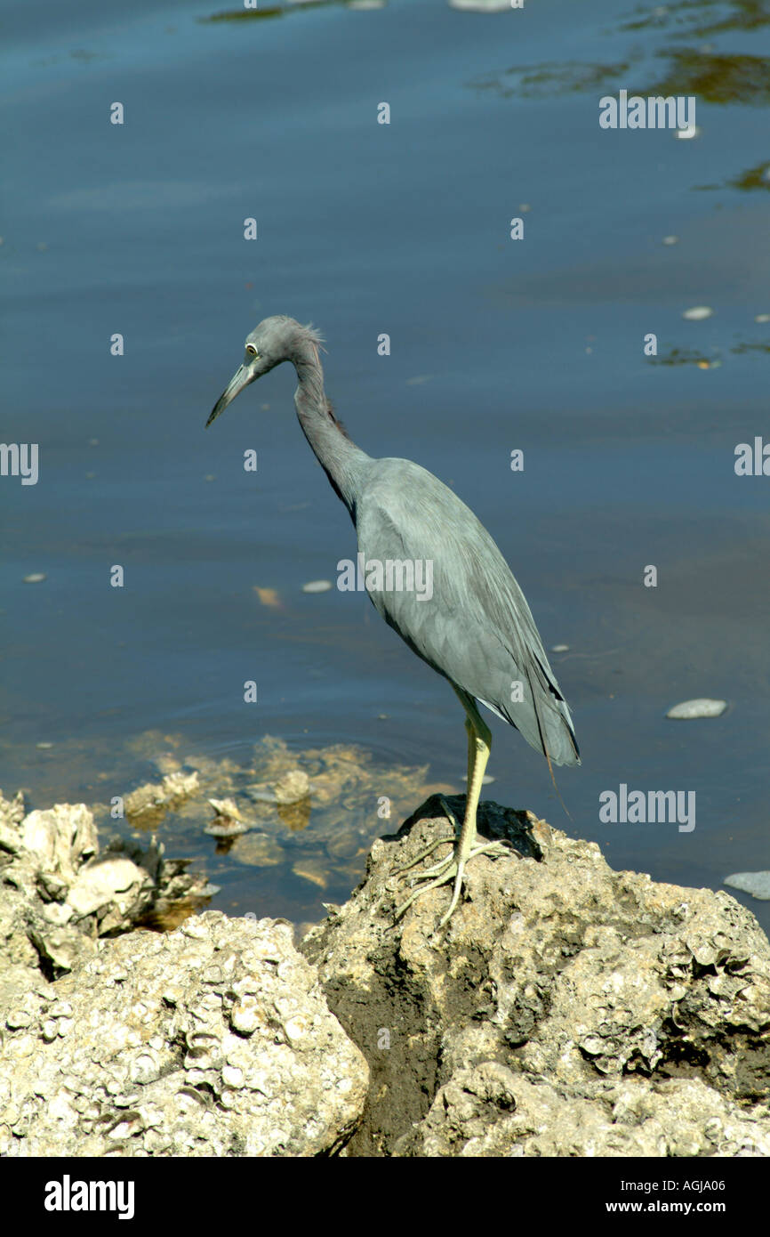 Little Blue Heron feeding J N Ding Darling National Wildlife Refuge Sanibel Island Florida fl USA Stock Photo