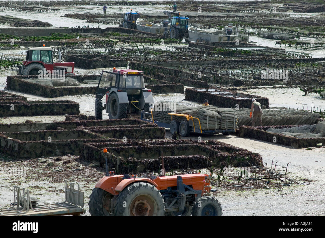 OYSTER FARMING CANCALE BRITTANY FRANCE Stock Photo Alamy