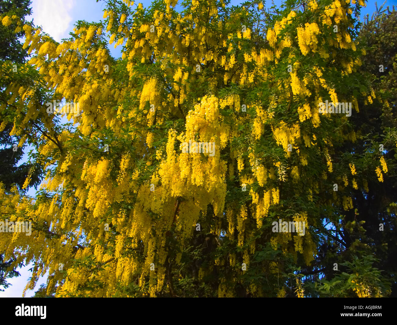 Golden Shower (Liatris Stock Photo - Alamy