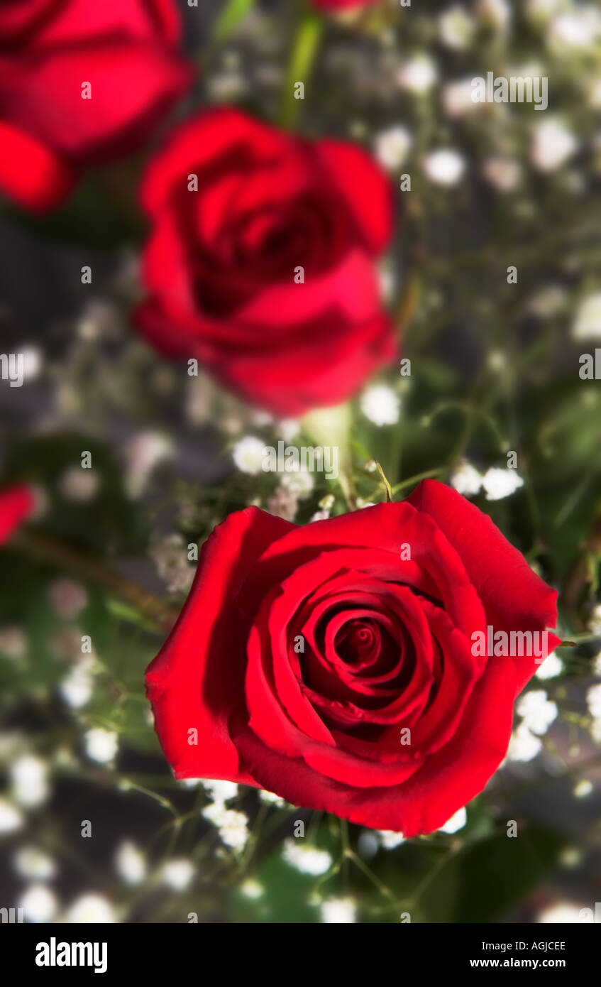 Red roses bouquet Stock Photo - Alamy