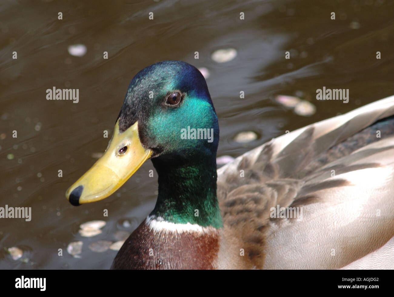 Close up of the head of a drake mallard duck Anas platyrhynchos Keukenhof Gardens Holland 25 April 2006 Stock Photo