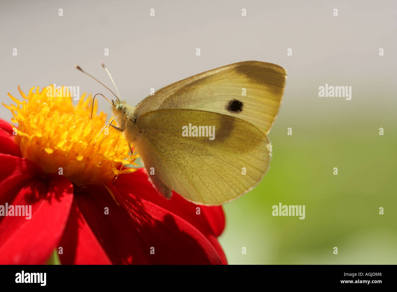 Large White Cabbage butterfly feeding on a red dahlia flower Bavaria