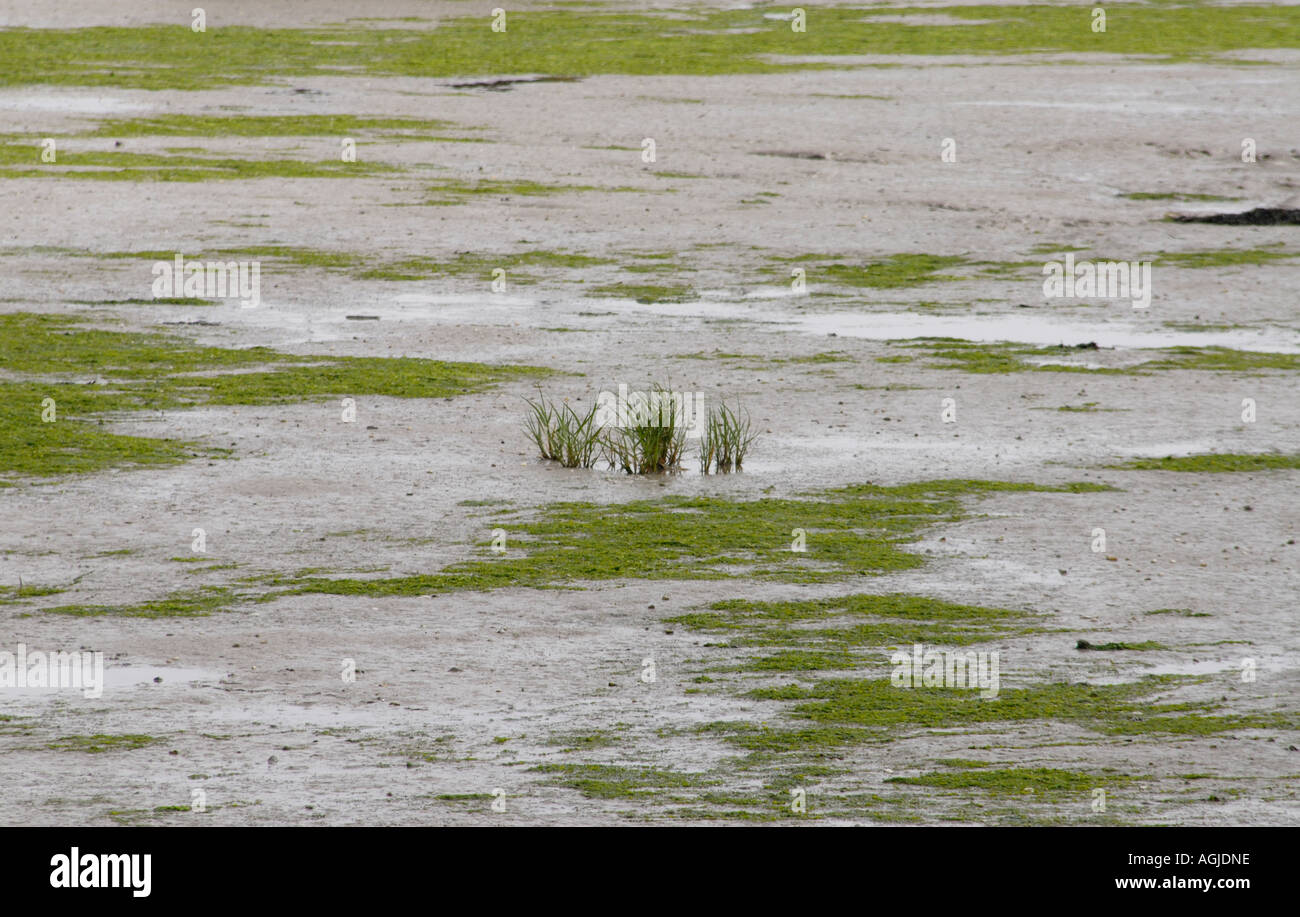 Grass beginning to grow through the tidal mud which it will stabilise