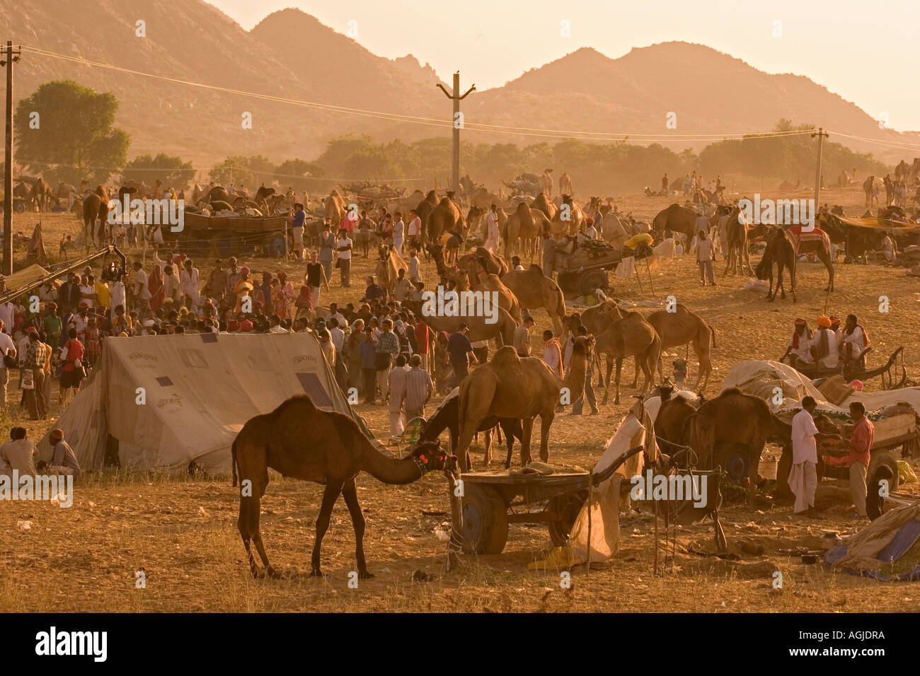 india camel fair during the pushkar mela in rajasthan Stock Photo