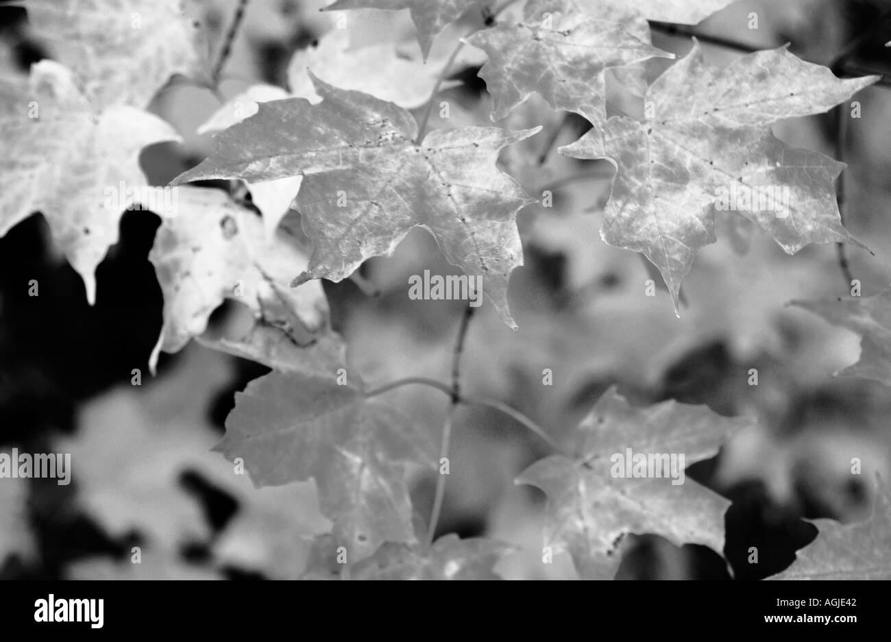 Woods maple Black and White Stock Photos & Images - Alamy
