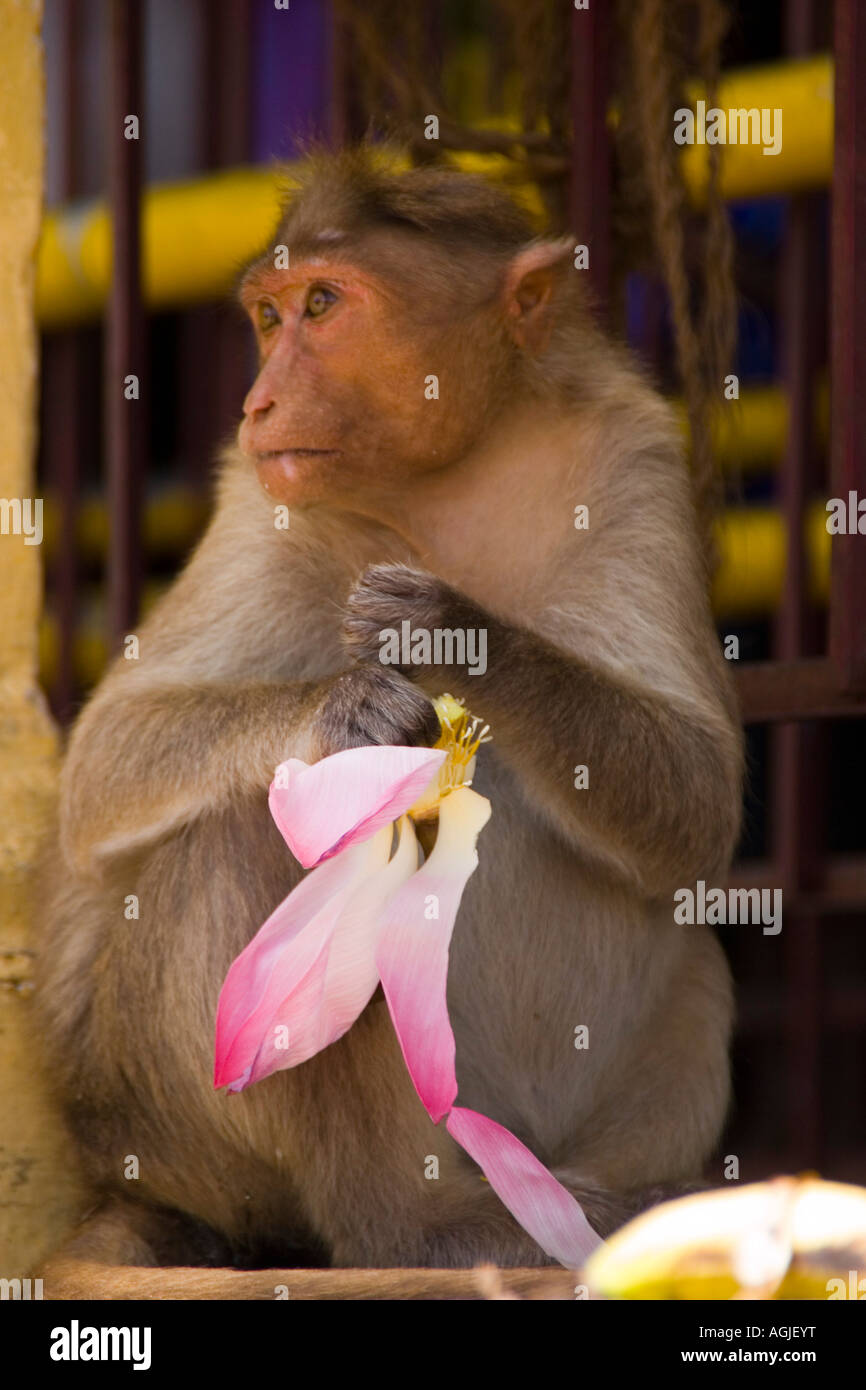 A monkey eats a lotus flower in front of Chamundeswari Temple on Chamundi hill in Mysore India Stock Photo