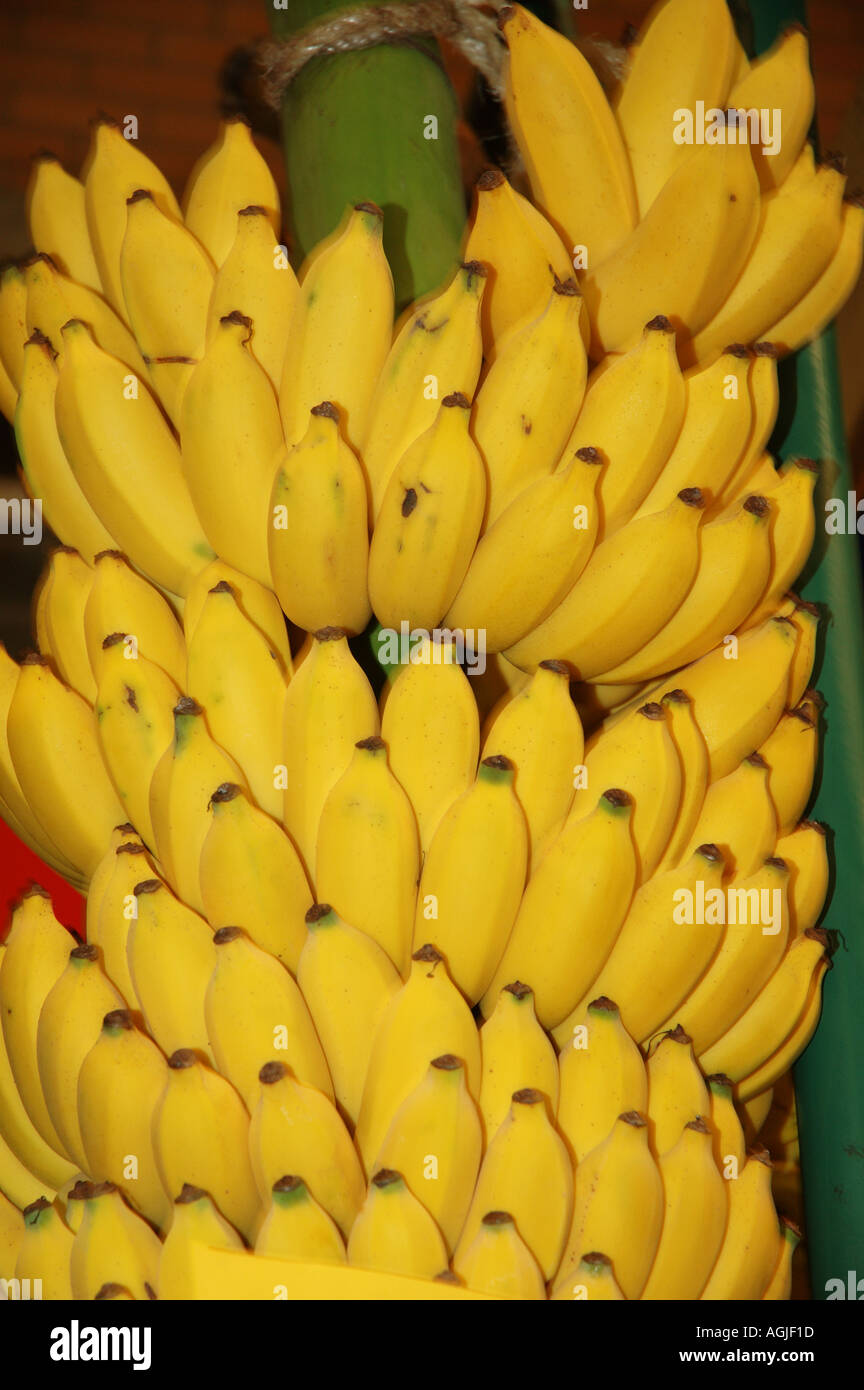 Prize winning bunch of ripe bananas queensland australia dsc 2168 Stock
