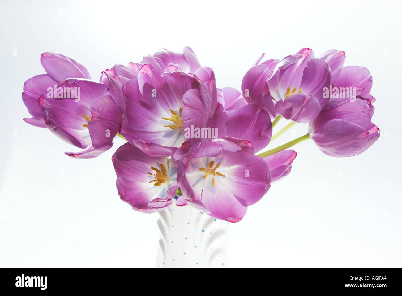 tulips in a porcelain vase Stock Photo Alamy