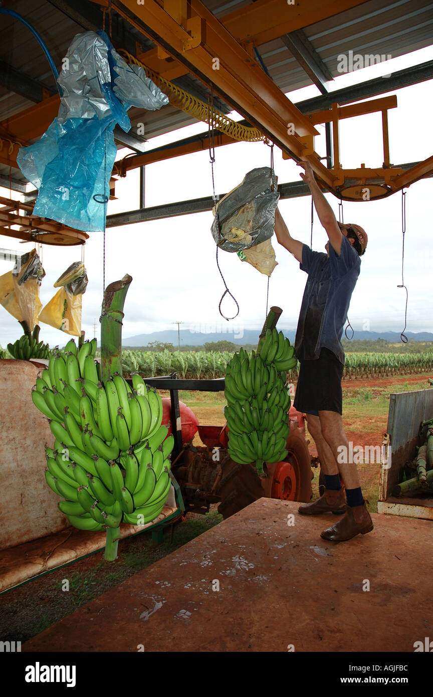 Banana packing shed Atherton Cairns tablelands far north Queensland
