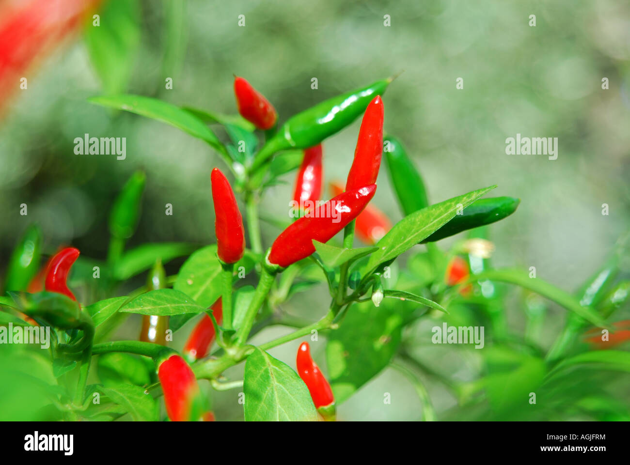 Birds eye chillies growing on a bush in the UK. Stock Photo