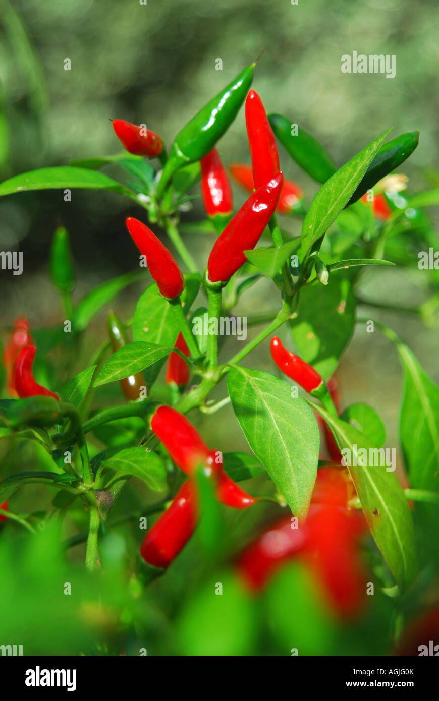 Birds eye chillies growing on a bush in the UK. Stock Photo