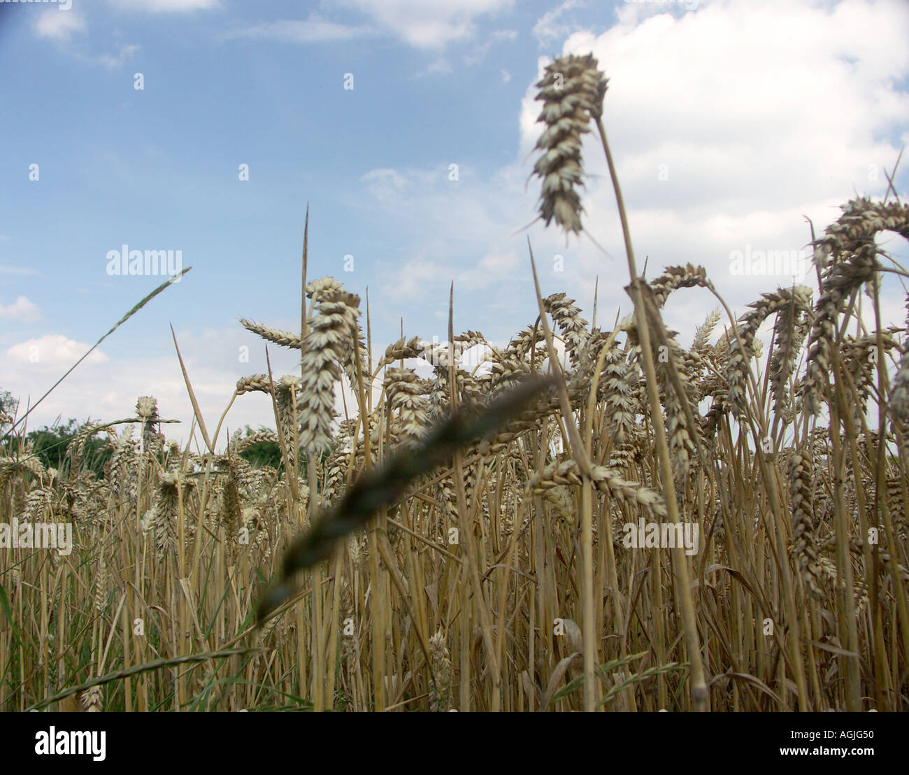 Large field wheat ears hi-res stock photography and images - Alamy