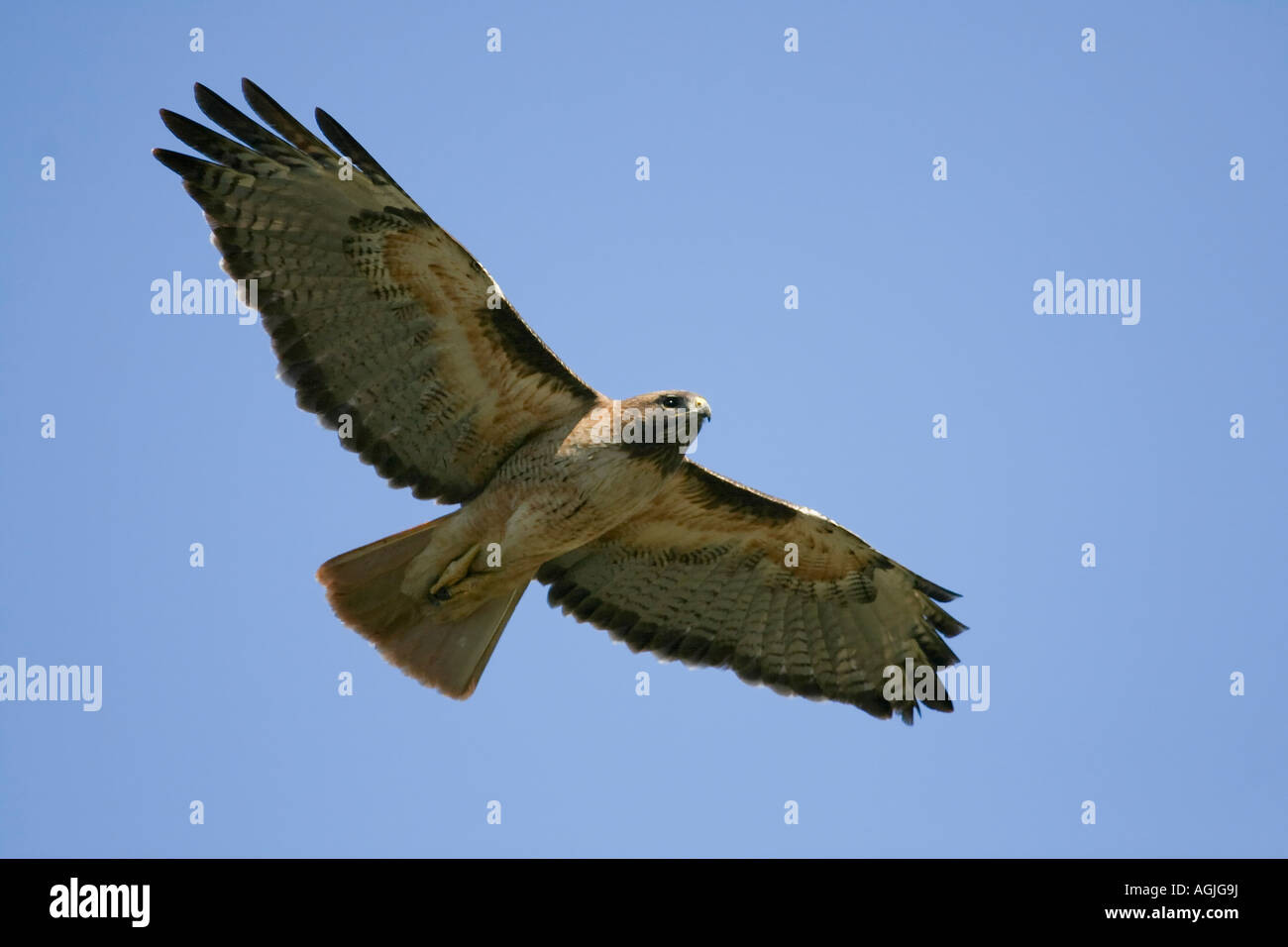 A Red tailed Hawk soars in a blue sky background Stock Photo - Alamy