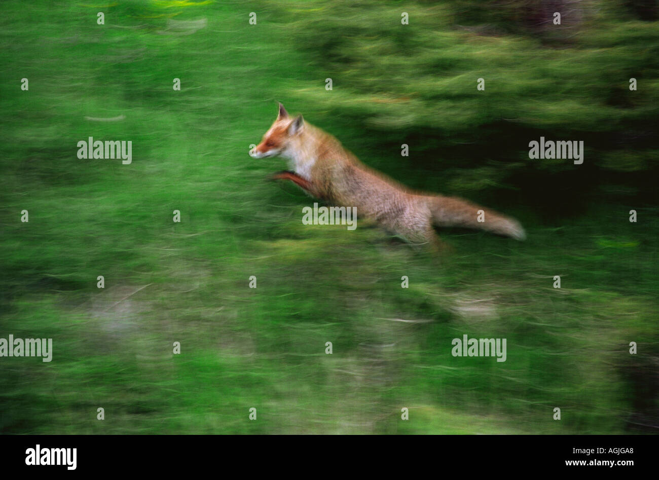 A fox in the Italian National Park of the Abruzzo Lazio and Molise Stock Photo