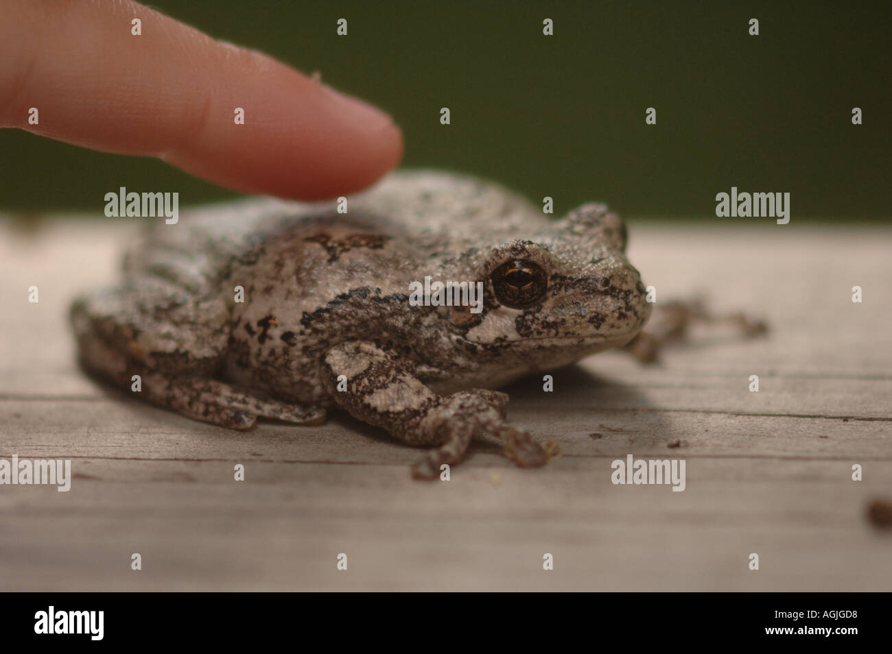 Is Touching A Frog Dangerous