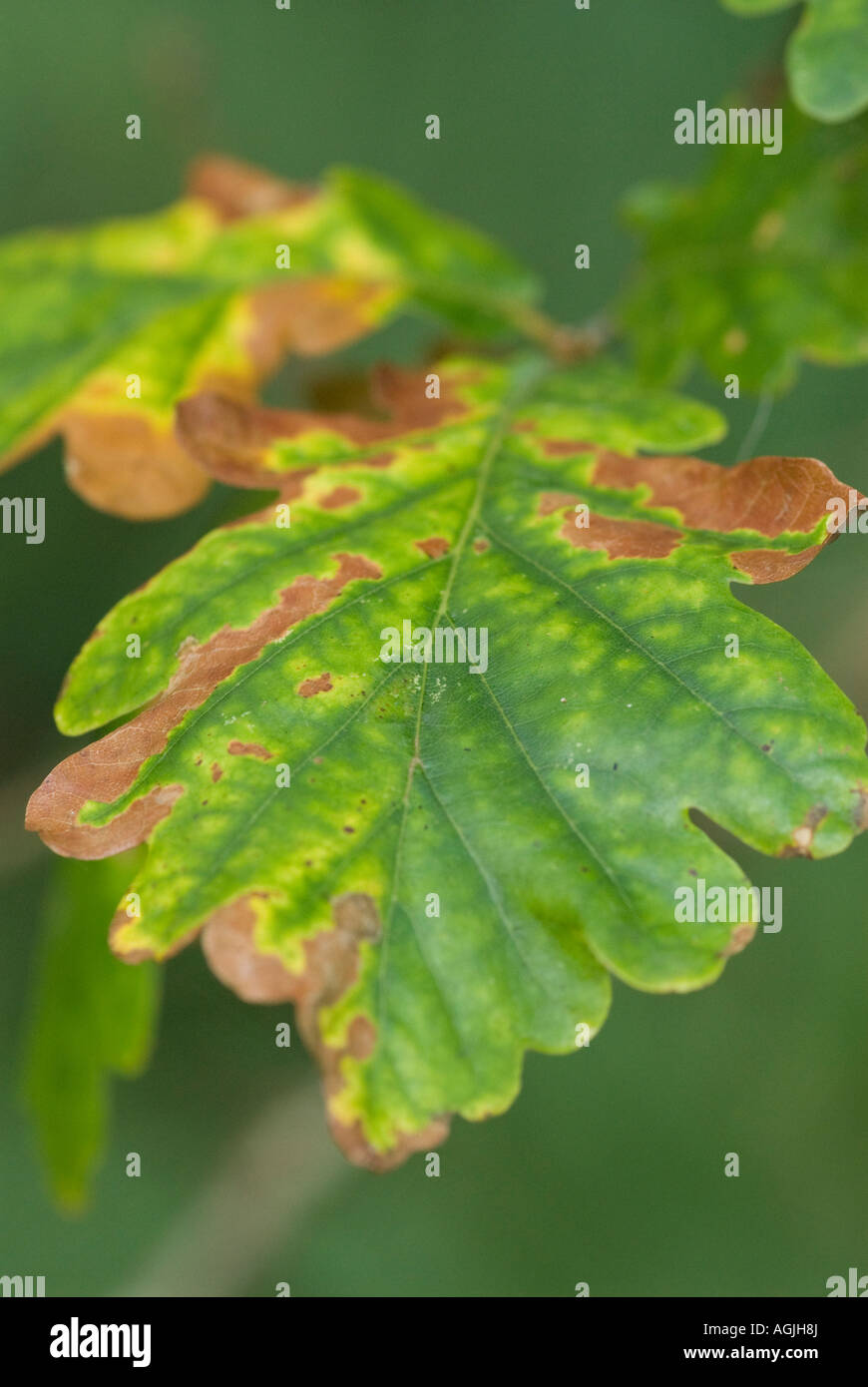 Leaf turning brown as Autumn approaches Stock Photo Alamy
