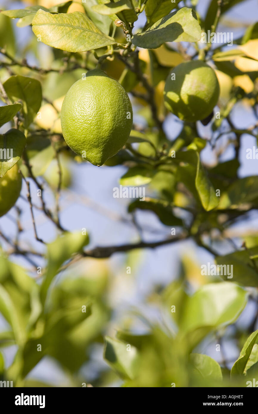 limes growing on a tree Stock Photo Alamy