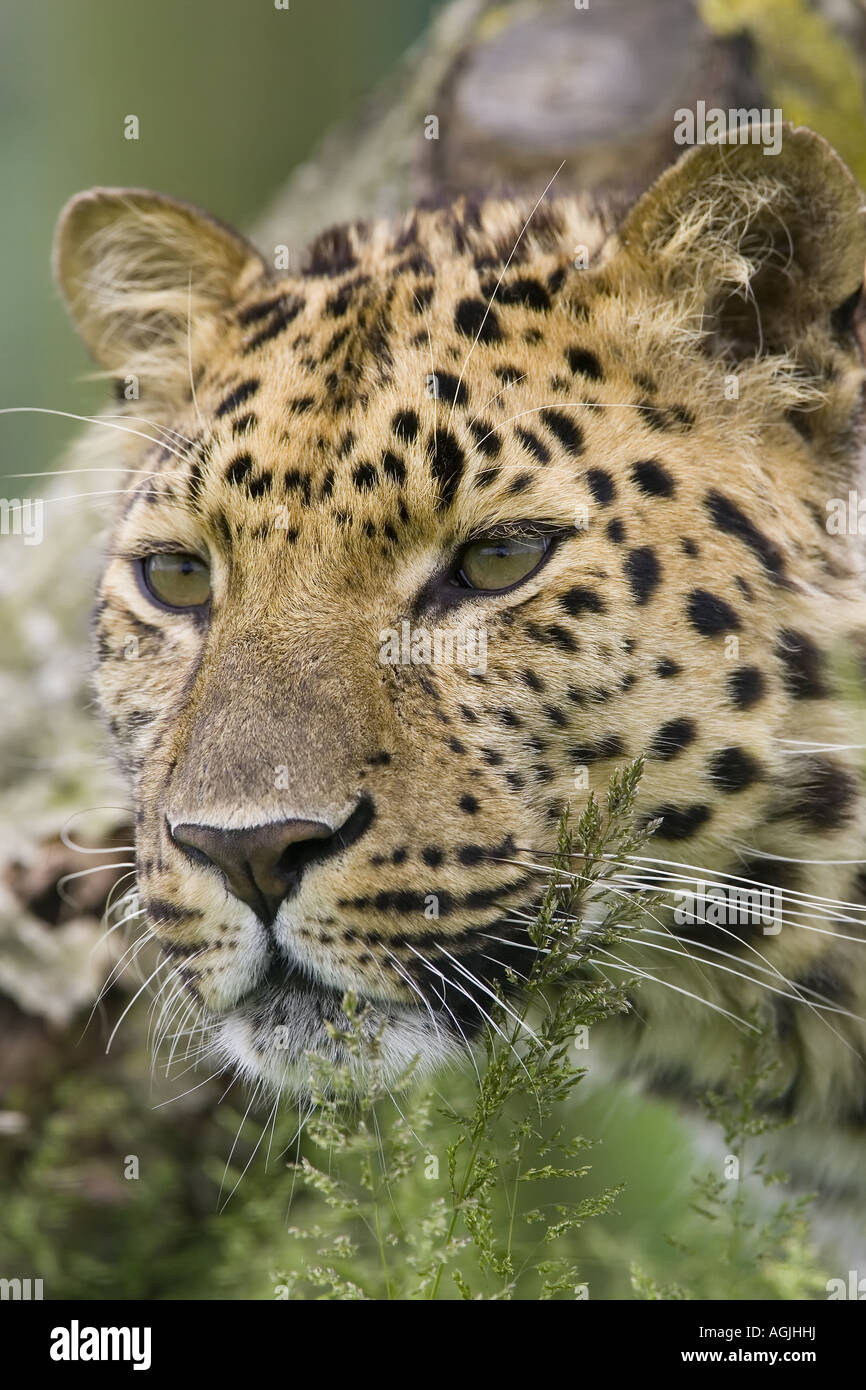 Leopard in woods Stock Photo - Alamy