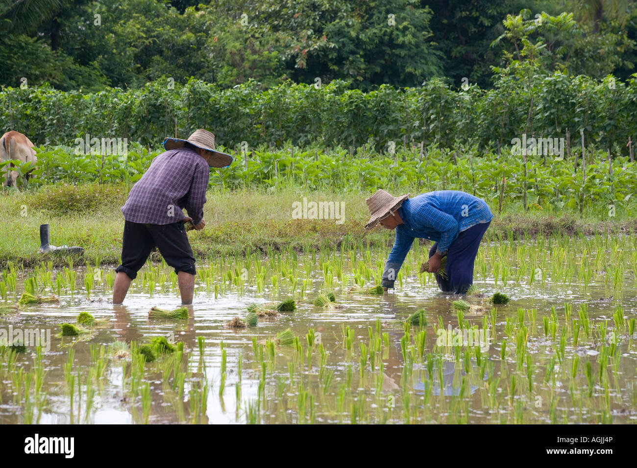 Growing Rice in Plantations, Asia Terraced Rice Fields Chiang Mai ...