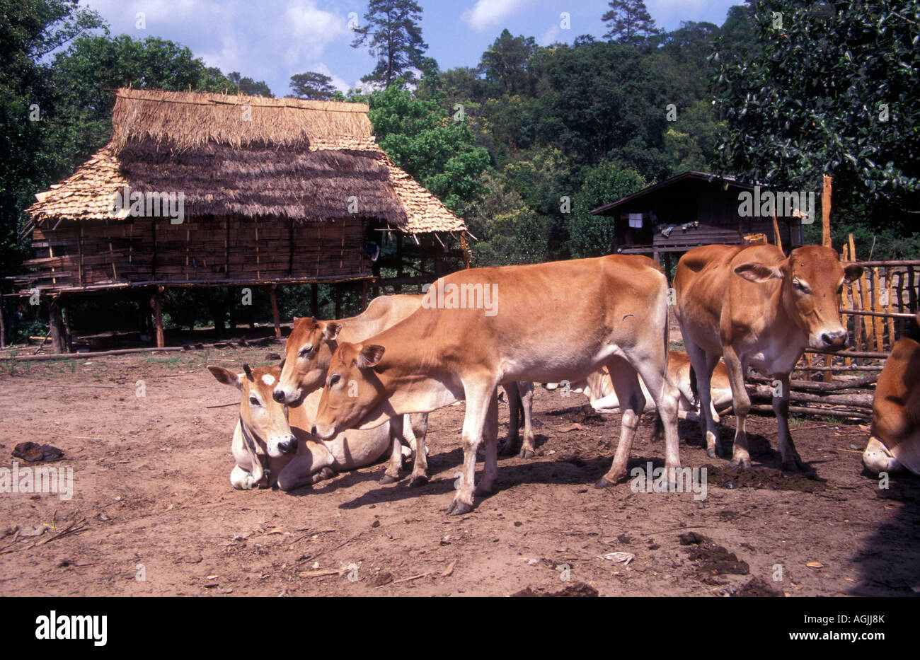 Cows at Haui Khao Leep village Chiang Mai Province Thailand Stock Photo