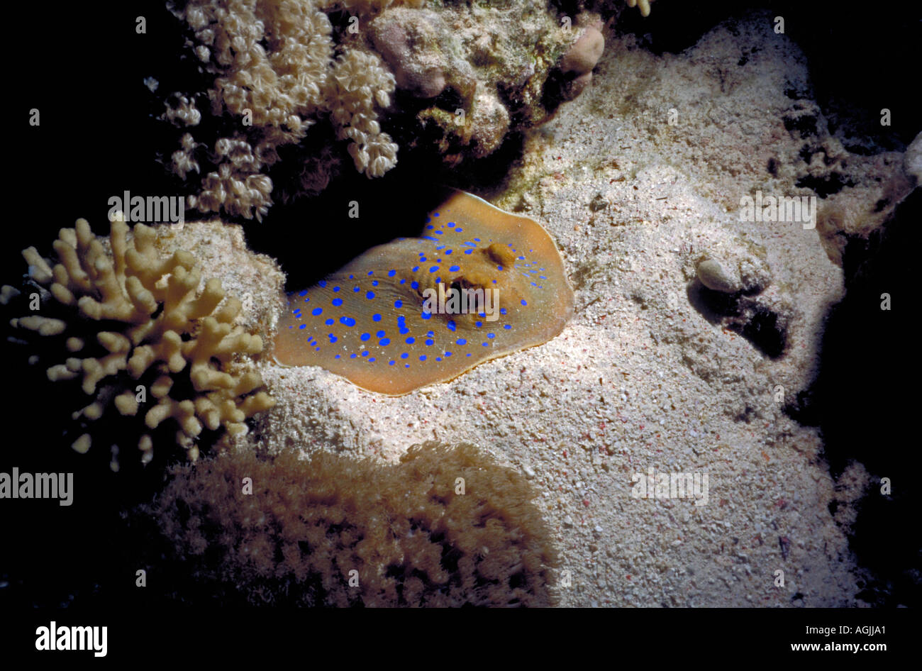 Blue Spotted Ray waiting for prey Stock Photo