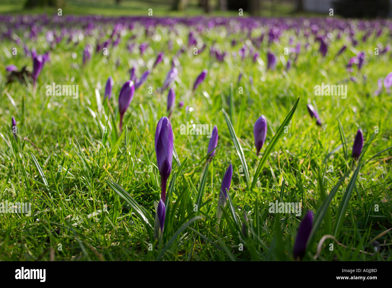 Grass purple flowers hi-res stock photography and images - Alamy