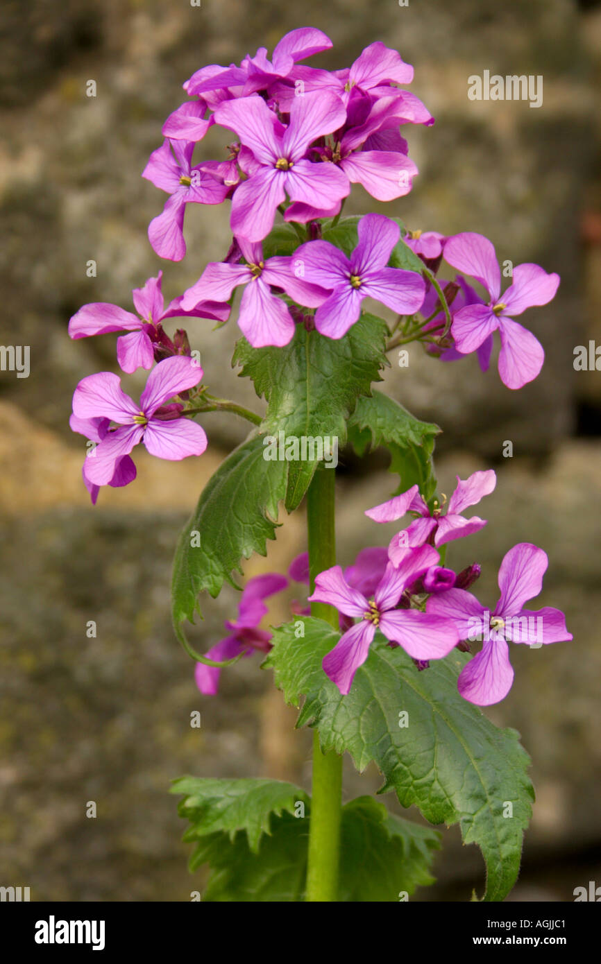 Stone wall with pink vegetation hi-res stock photography and images - Alamy