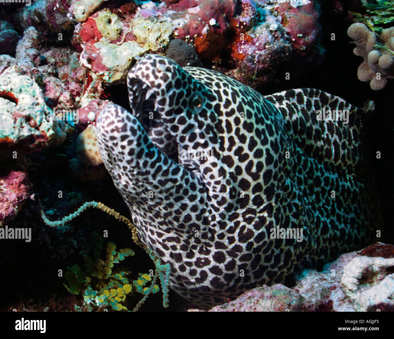 Honeycomb Moray Eel Gymnthorax Favagineus Stock Photo Alamy Honeycomb Moray Eel Gymnthorax Favagineus Stock Photo Alamy