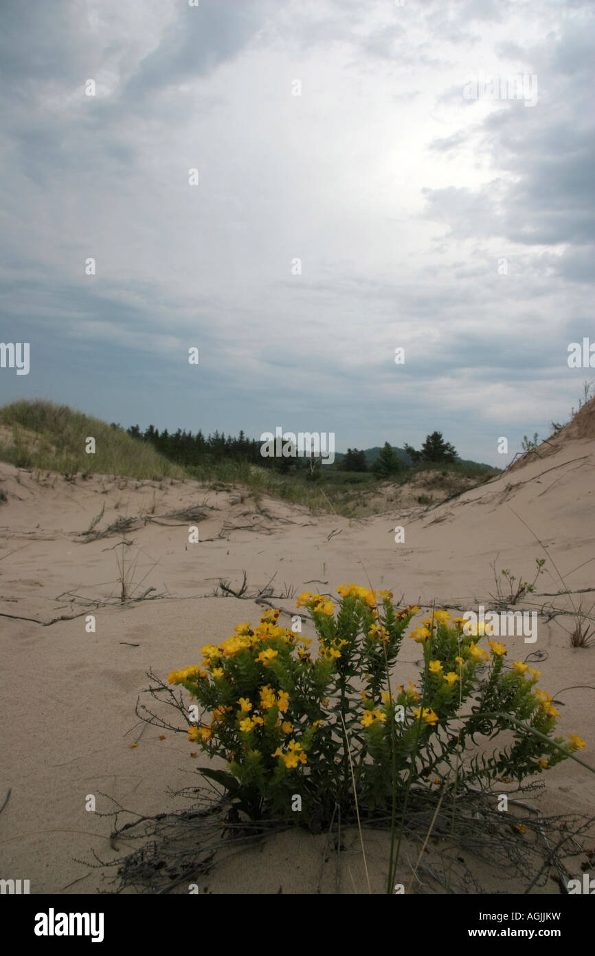 Wildflowers hi res hi-res stock photography and images - Alamy