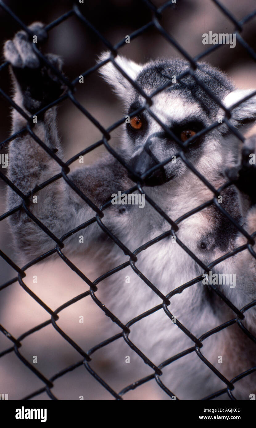 Visual Reference: Ringtail Lemur Lemur Catta Behind The Bars Of A Cage