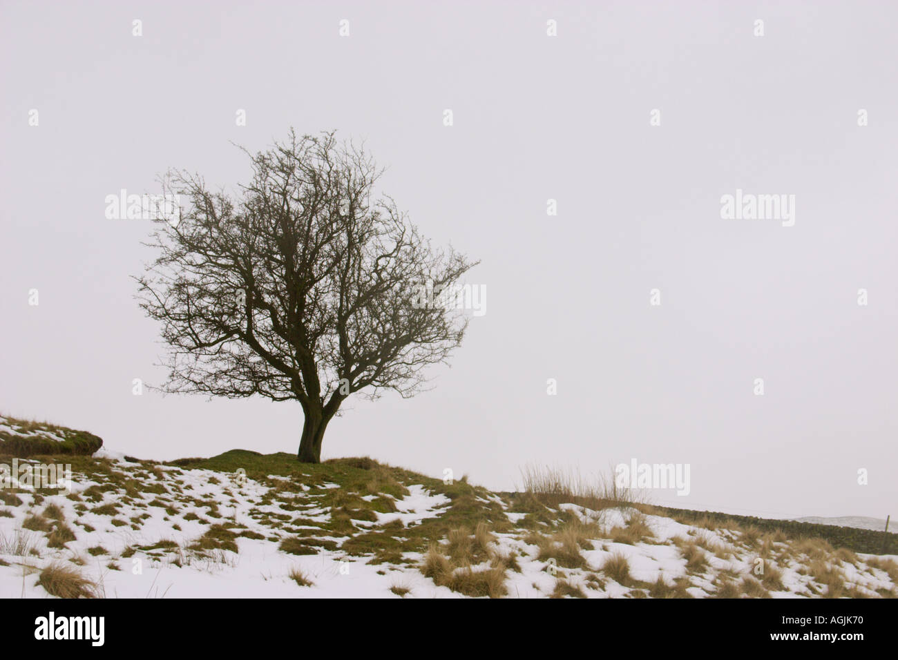 Lone tree on winters day Stock Photo