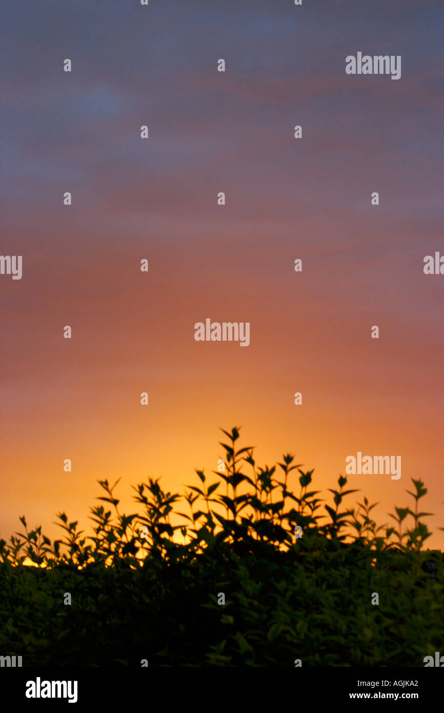 Sunset over vegetation Stock Photo