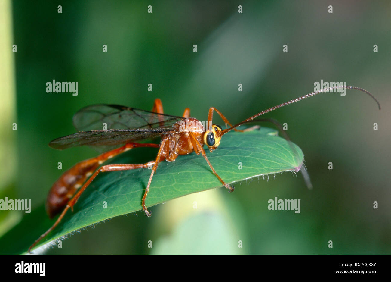 Parasitic wasp caterpillar hi-res stock photography and images - Alamy