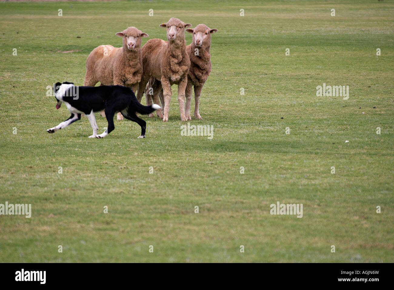 Sheep Corner a sheepdog watches the sheep it has rounded up corner composition for ...