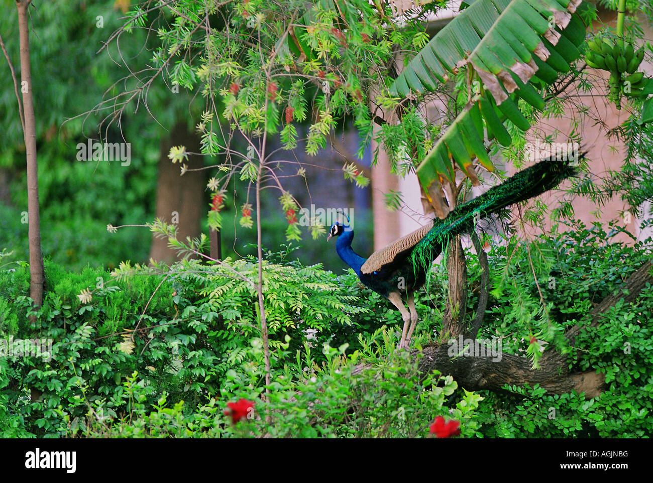 Banana Dance Stock Photos & Banana Dance Stock Images Alamy