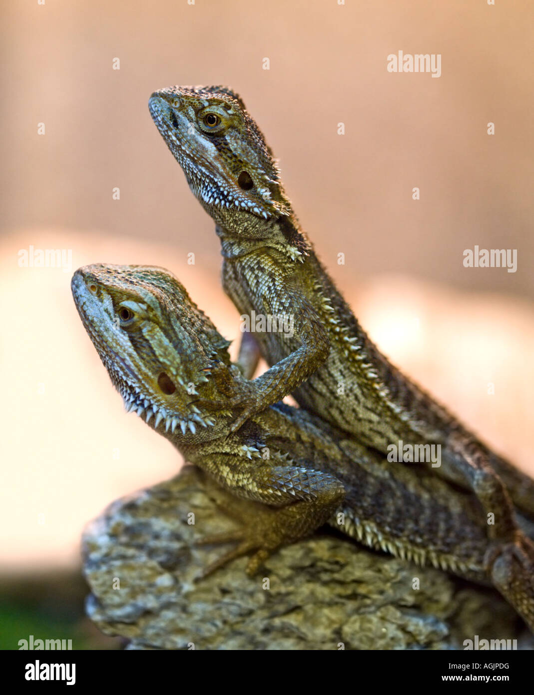 Pair of Bearded Dragons (Pogona species) Stock Photo