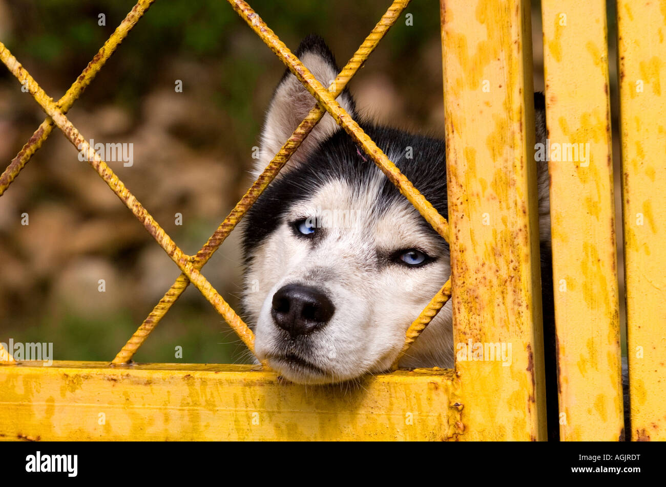 Siberian Husky dog behind a yellow fence Stock Photo Alamy